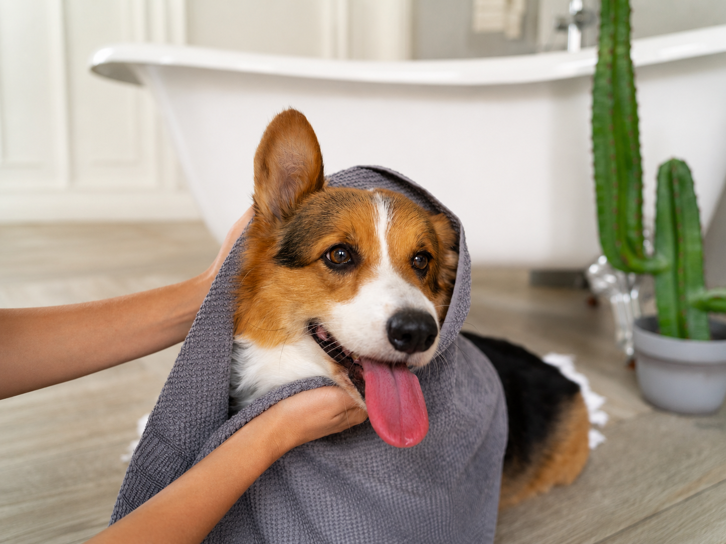 Banho e Tosa: cuidado, higiene e bem-estar para cães e gatos