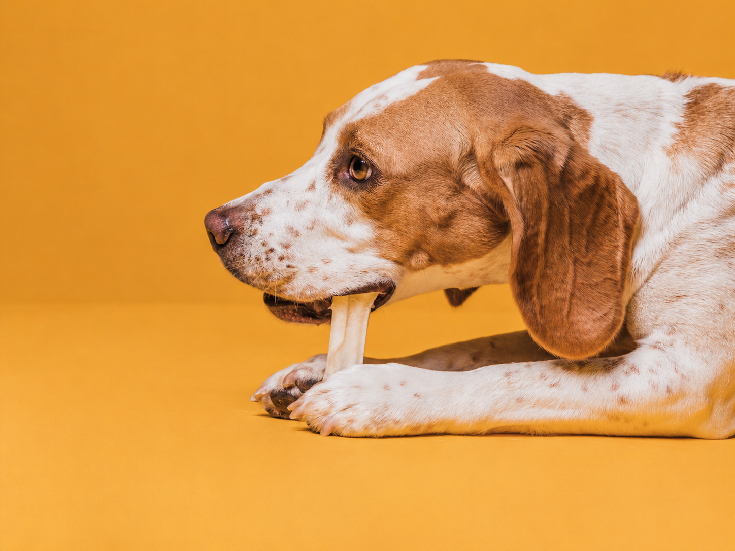 Benefícios dos Petiscos para Pets